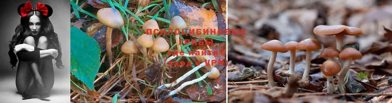 купить наркоту  Саров  Галлюциногенные грибы Cubensis 